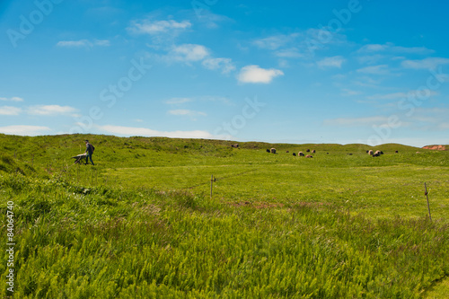 Schafhirte und Schafe