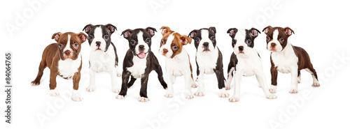 Row of Boston Terrier Puppies photo