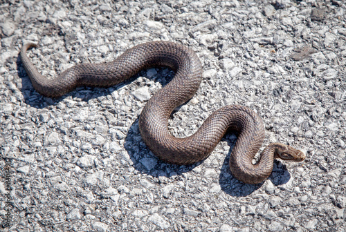 Snake - Vipera Berus