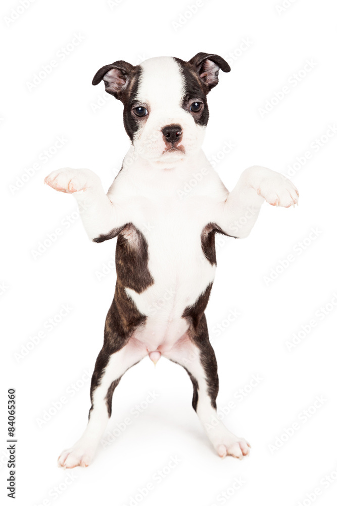 Young Boston Terrier Puppy Dog Begging
