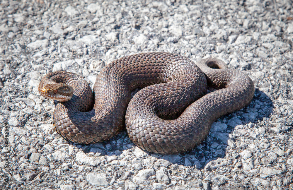 Obraz premium Snake - Vipera Berus