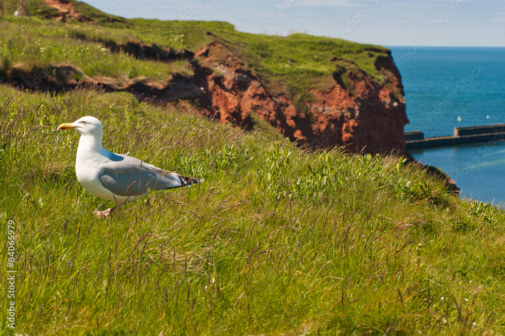 Fototapeta premium Berg auf Insel mit Möwe