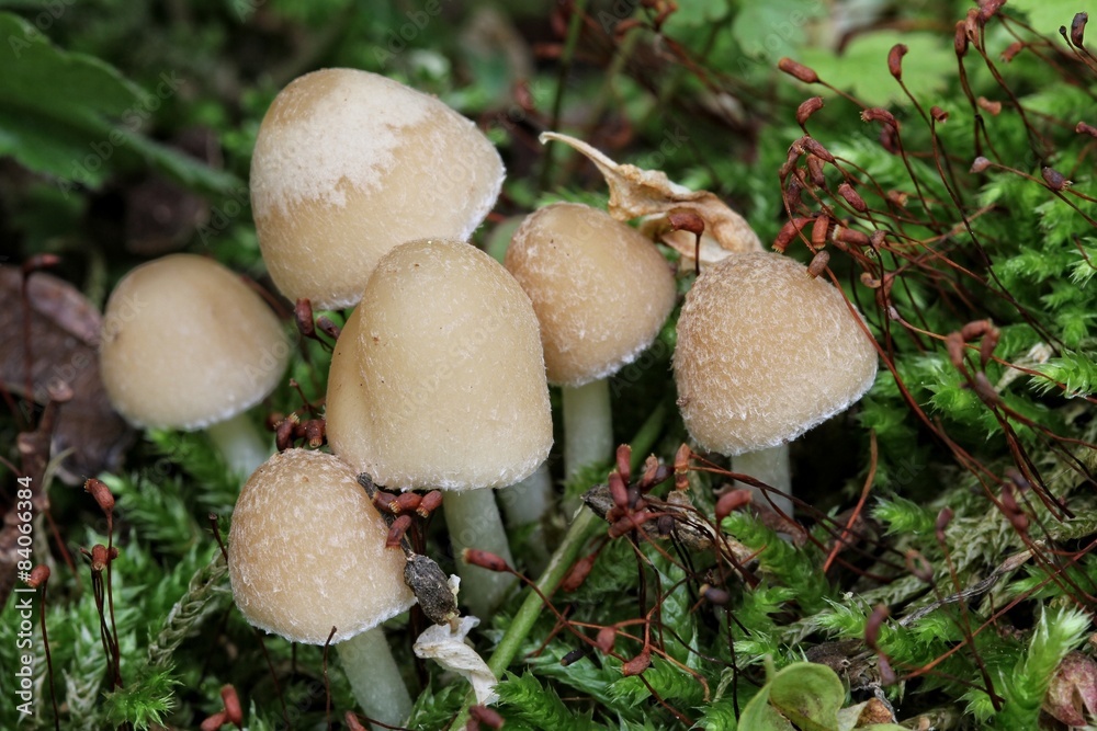 Fototapeta premium Mushrooms