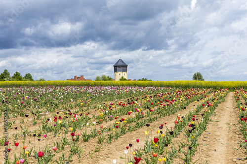 Fototapeta Naklejka Na Ścianę i Meble -  Spring field with colorful tulips and water tower