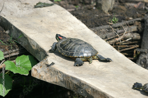 Żółw na desce