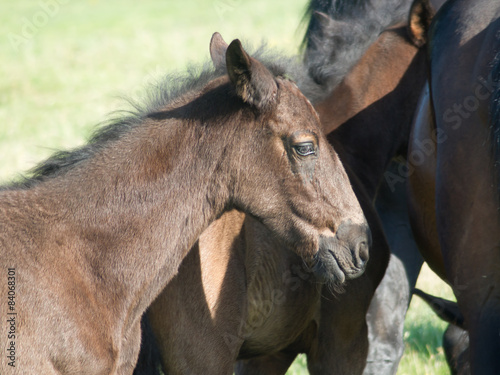 Horses.