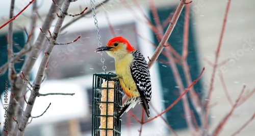 Red-bellied Woodpecker (Piciformes Picidae) photo