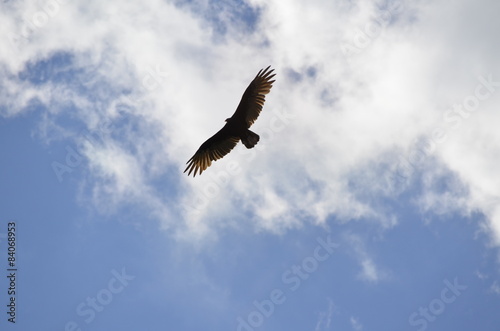 Soaring Turkey Vulture  Cathartes aura  