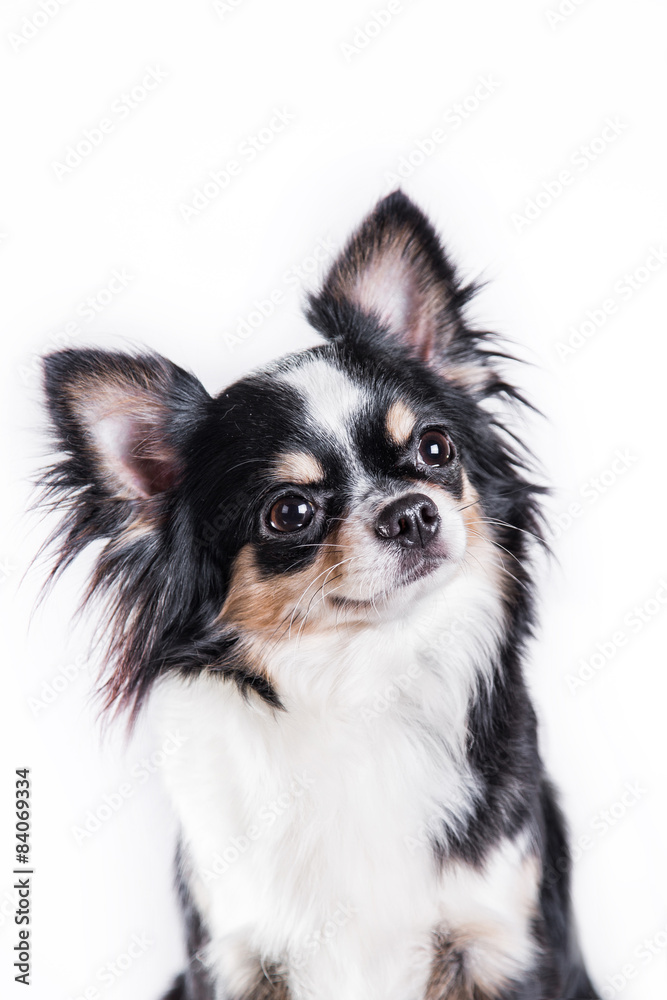 Chihuahua dog