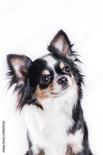 Chihuahua dog © annaav