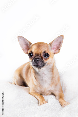 Chihuahua dog