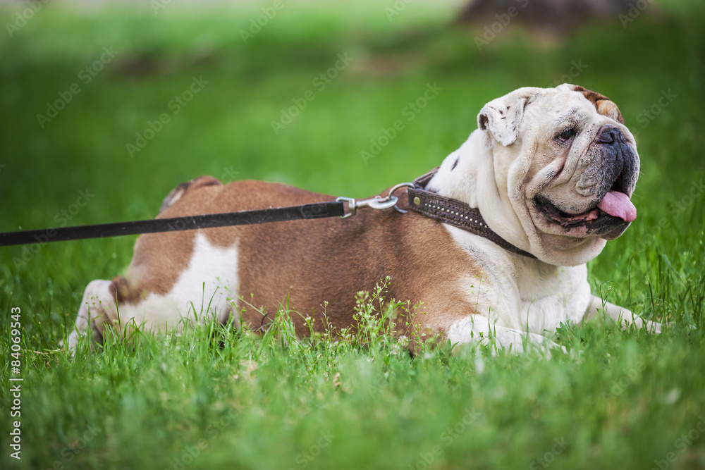 English bulldog lying on the lawn