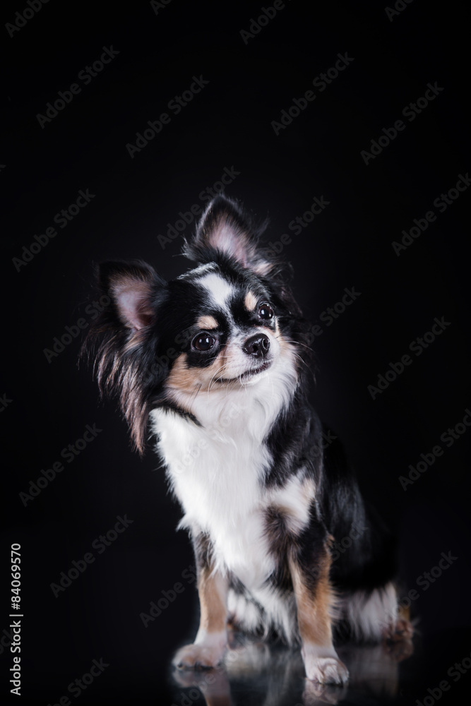 Chihuahua dog Chihuahua dog