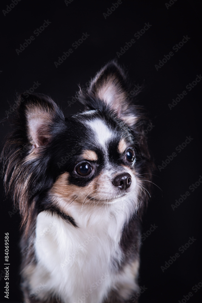 Chihuahua dog Chihuahua dog