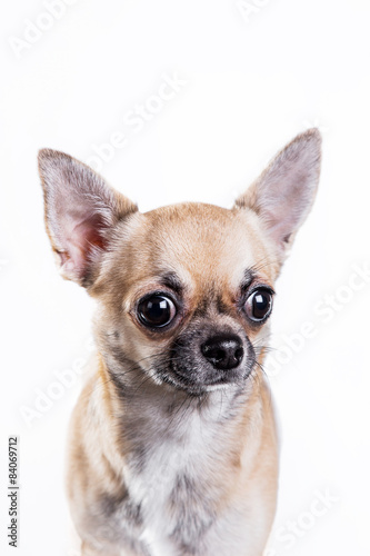 Chihuahua dog © annaav