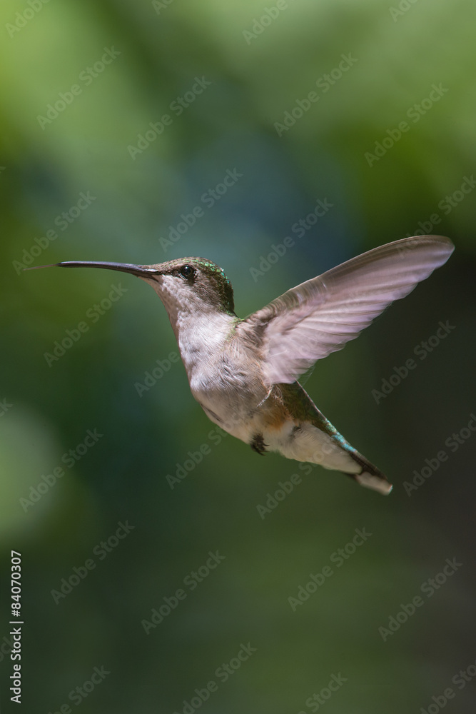 Fototapeta premium Hummingbird in flight