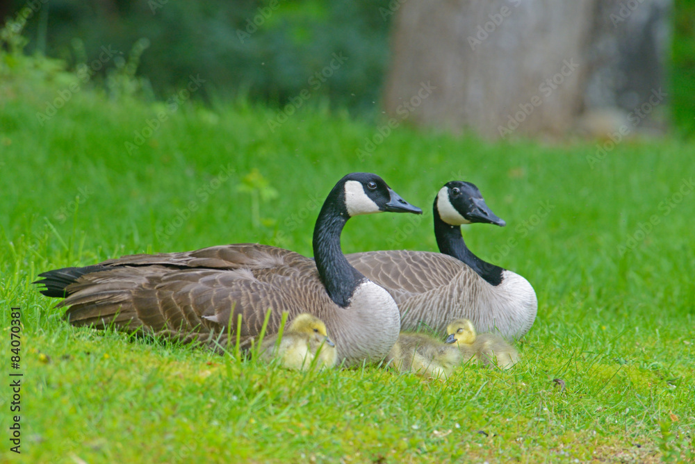 Fototapeta premium Canada Geese pair with goslings.