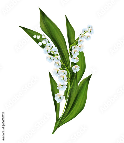 The branch of lilies of the valley flowers isolated on white bac photo