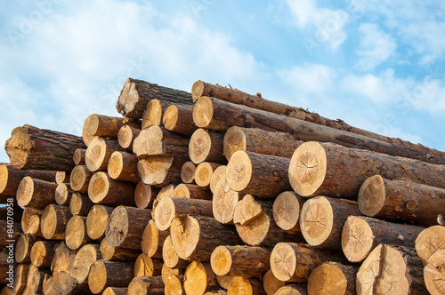 Timber or saw timber