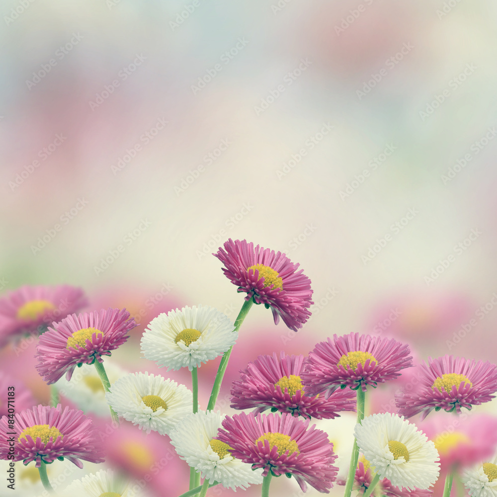 Obraz premium Marguerite Flowers