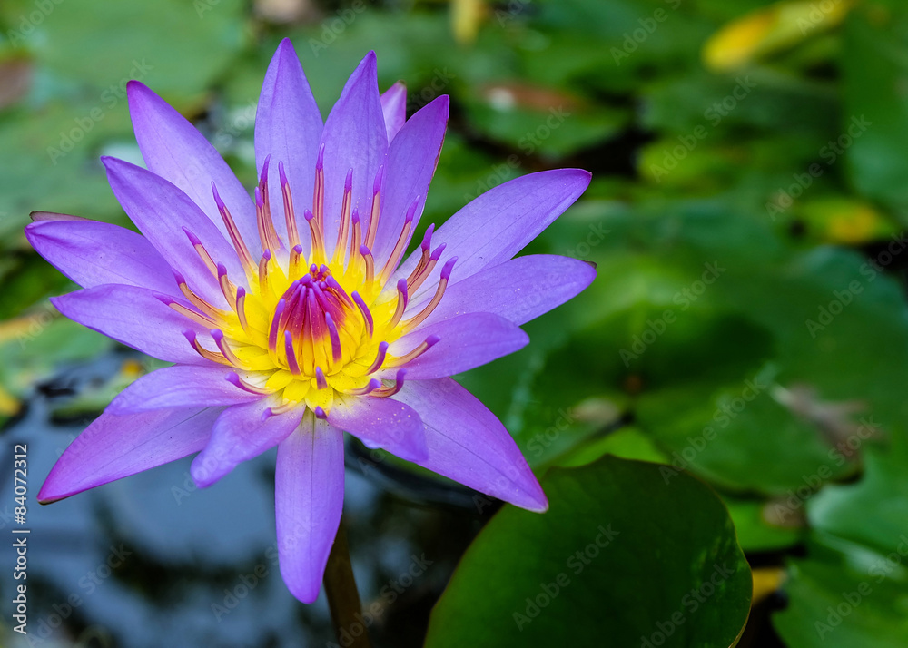 Lotus Lotus
