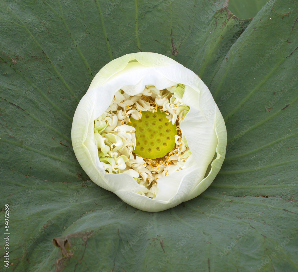 Obraz premium white Lotus