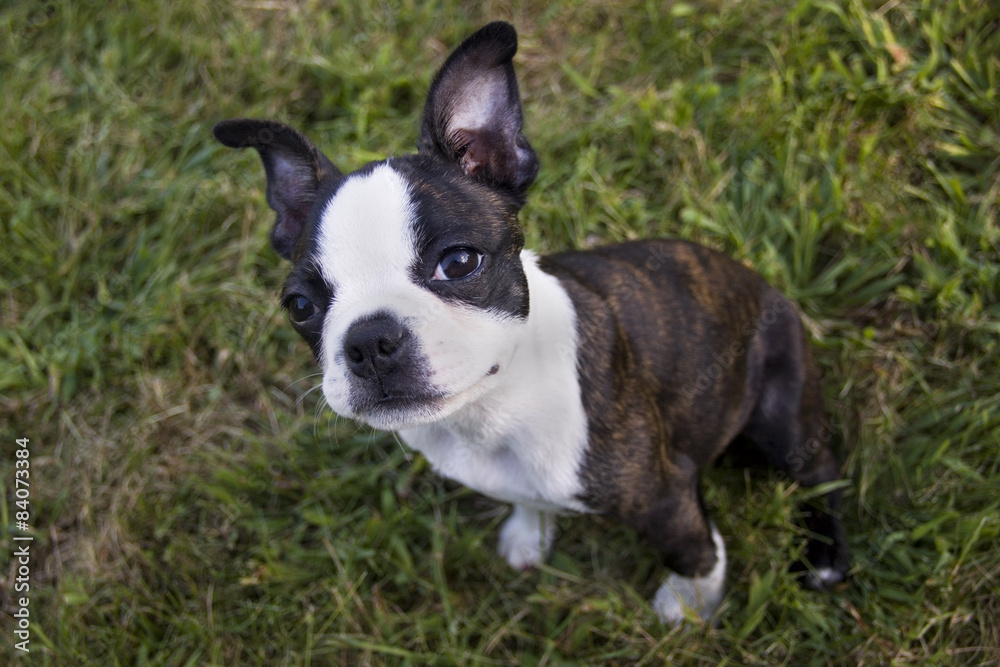 Poopsie Sitting in Grass Looking at Viewer