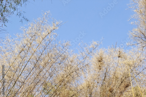 dry bamboo leaves  against blue sky