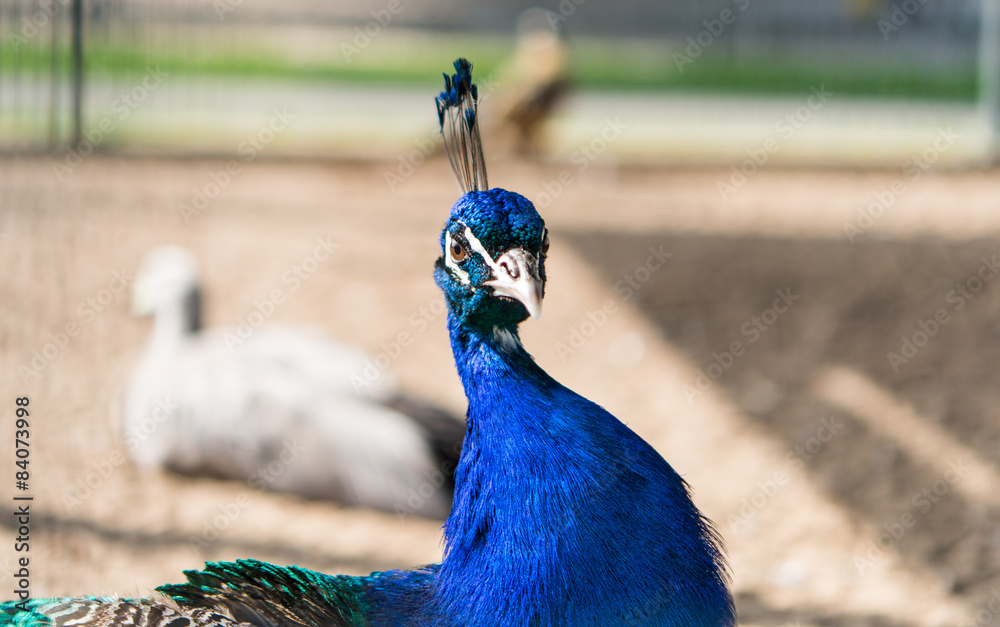 Fototapeta premium Beautiful peacock