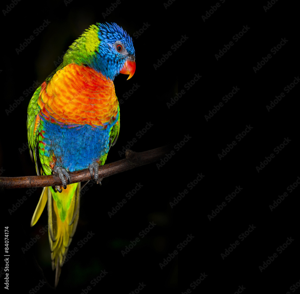 rainbow lorikeet parrot isolated on a black background