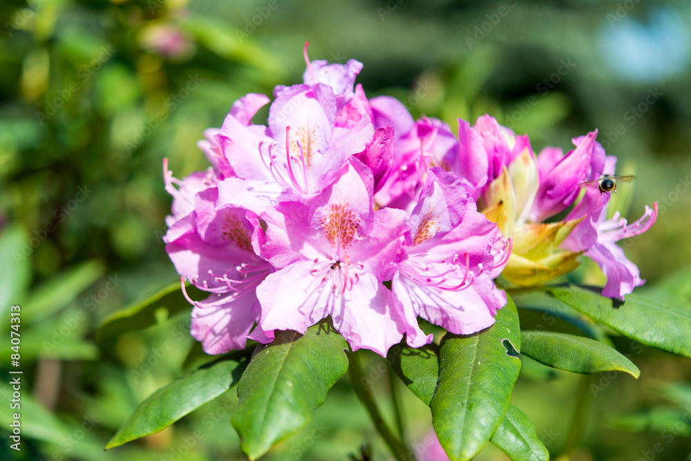 Fototapeta premium azalea, pink Azalea flower blossom in a park
