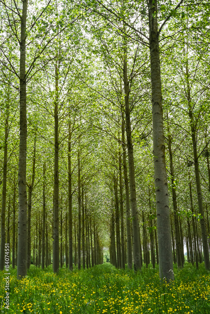 Obraz premium Poplars forest