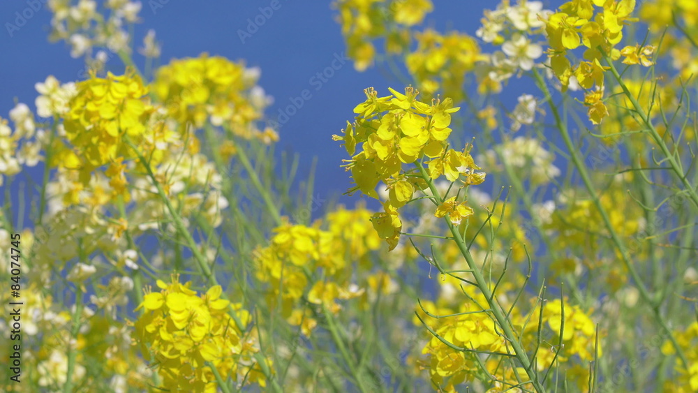 Field mustard,A Thousand Rice Paddies in Shiroyone.Filmed in 4K. Field mustard,A Thousand Rice Paddies in Shiroyone.Filmed in 4K.