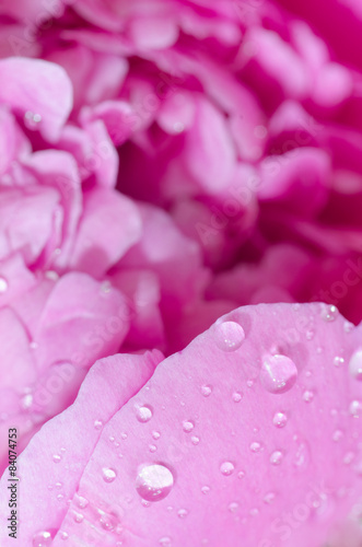 pink peony flower macro