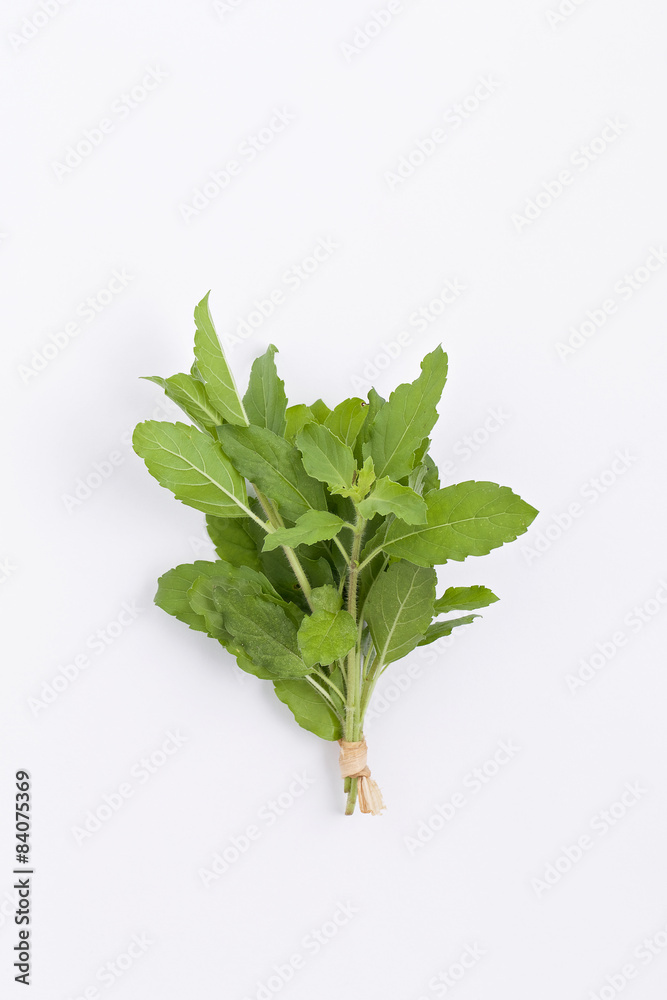 bundle of fresh holy basil isolated on white bundle of fresh holy basil isolated on white