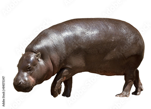 Female hippopotamus. Isolated