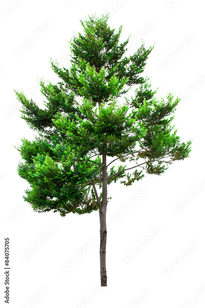 Obraz premium Tree