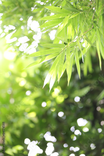 banboo and bokeh background photo