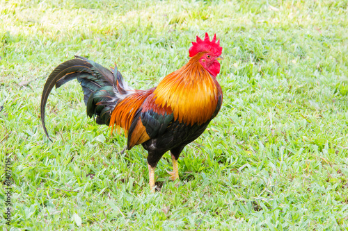 brightly colored rooster in field grass