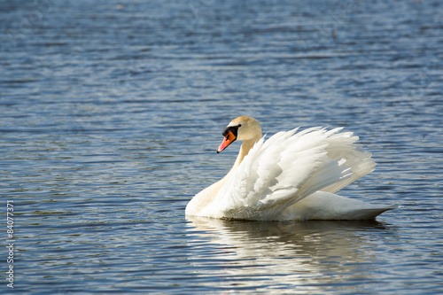 Mute swan, Cygnus, single bird on water