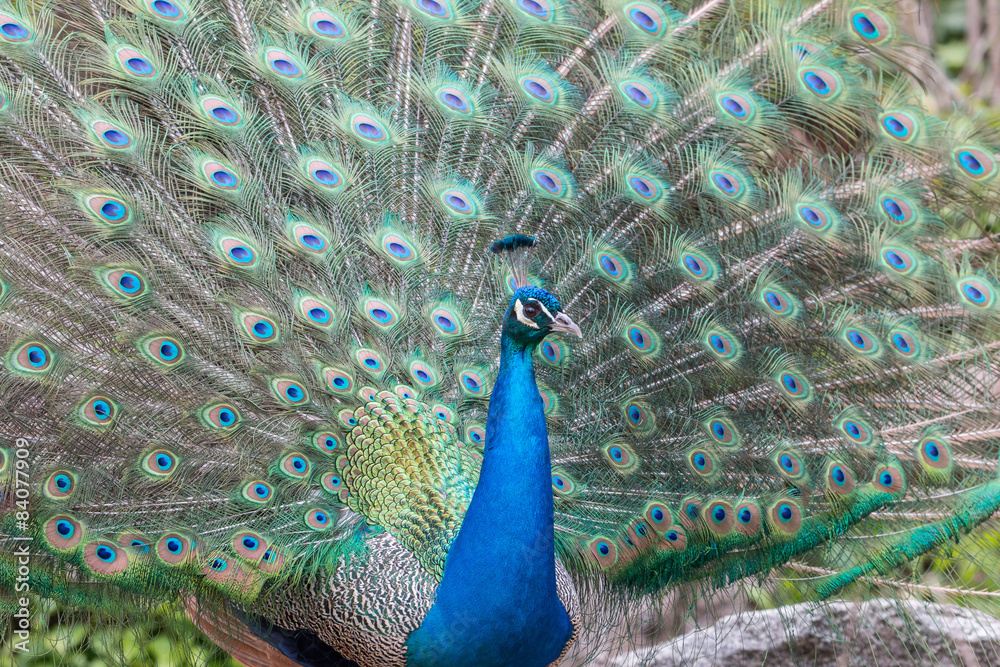 Obraz premium Peacock show-off