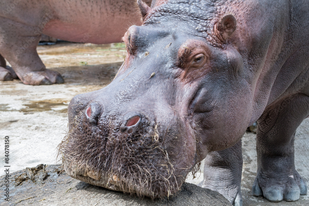 Hippo portrait frontal Hippo portrait frontal