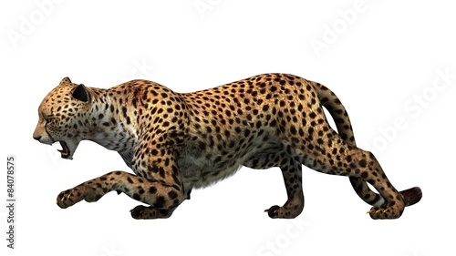 Fototapeta Naklejka Na Ścianę i Meble -  cheetah - isolated on white background