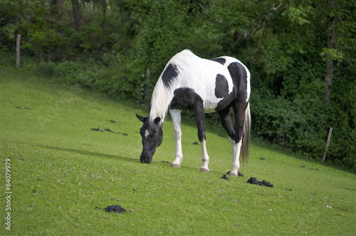 Rappschimmel Schecke (Pferd) am grasen © hachri