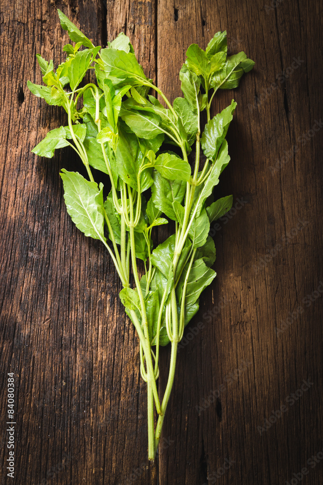 basilic basilic