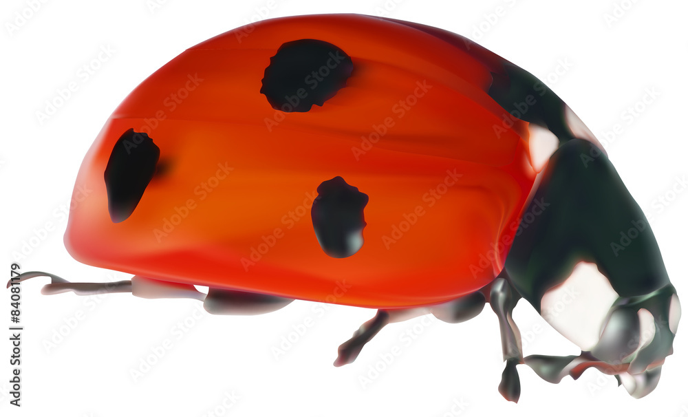 bright red ladybug on white illustration bright red ladybug on white illustration