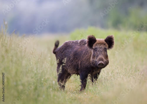 Wild boar (Sus Scrofa Ferus)