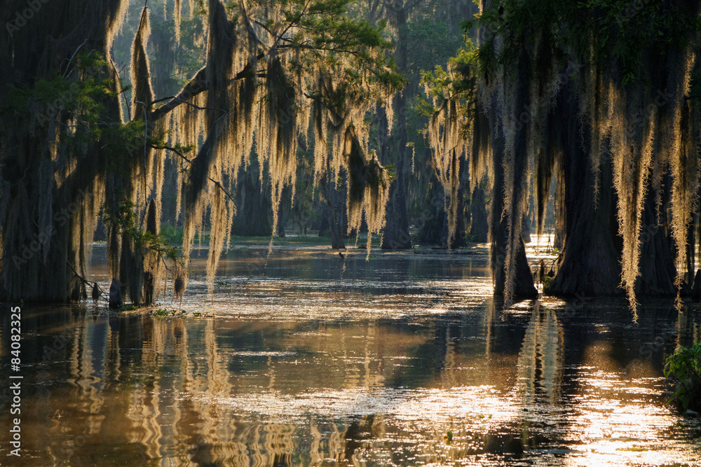 Obraz premium Lumières dans les Bayous de Louisiane