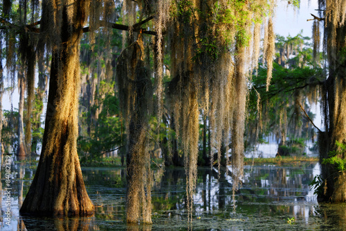 Mousse espagnole dans les Bayous de Louisiane photo