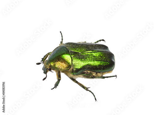 Rose chafer (cetonia aurata) isolated on white background